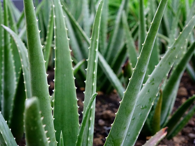 aloe vera